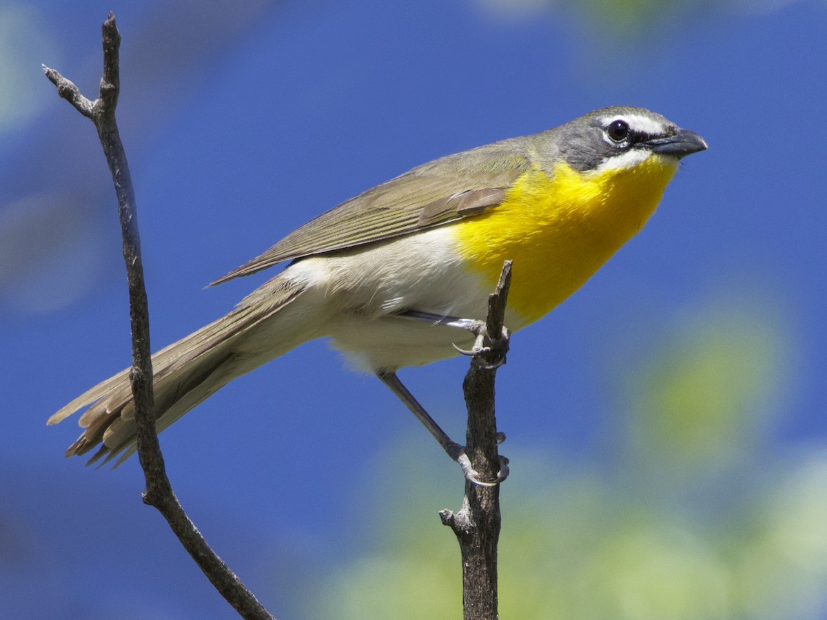 Yellow-breasted Chat - ML619039578