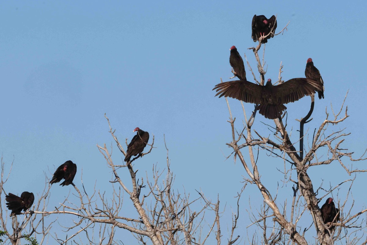 Turkey Vulture - Mark W. Lockwood
