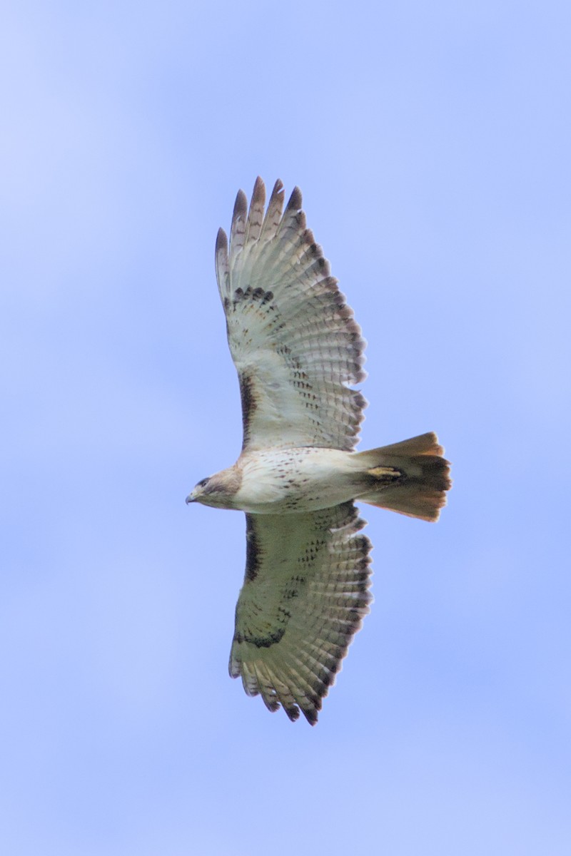 Red-tailed Hawk - ML619039697