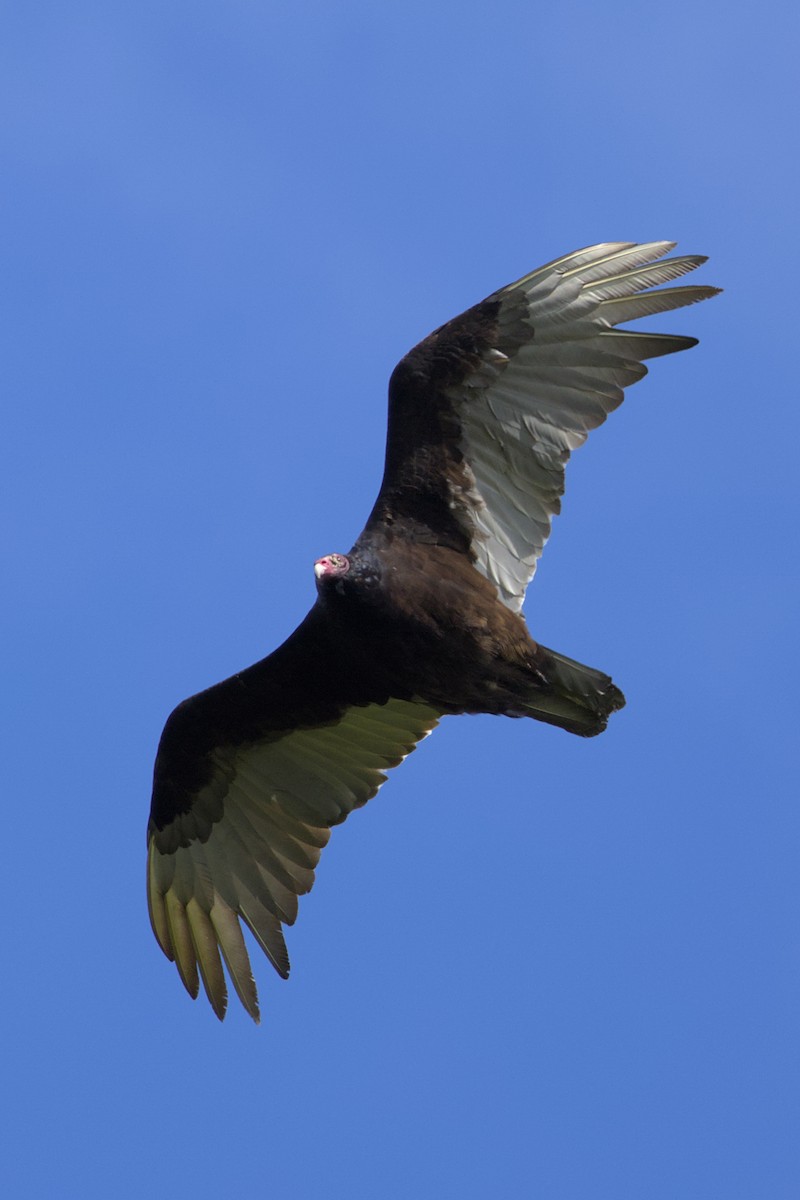 Turkey Vulture - Clayton Fitzgerald