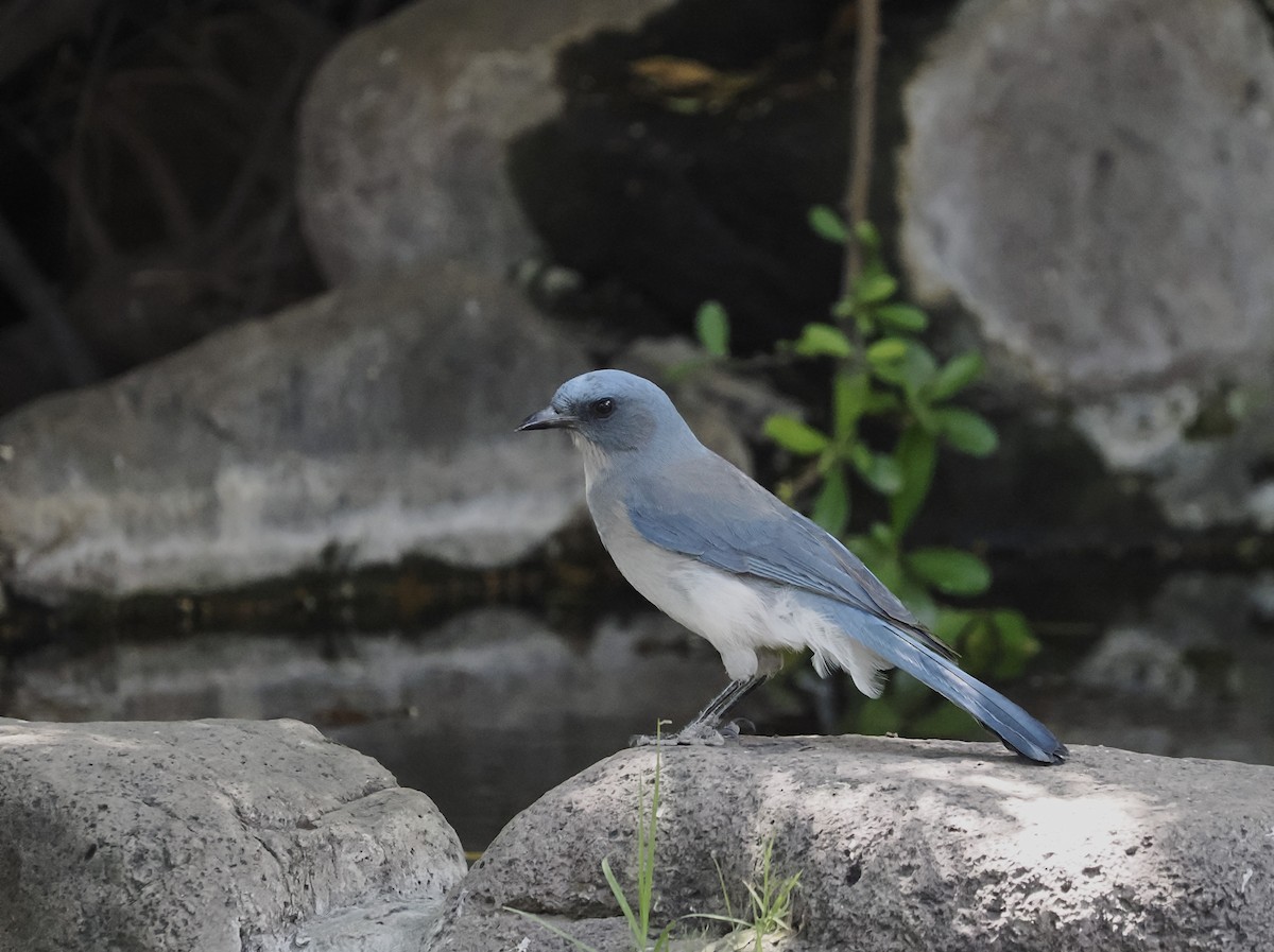 Mexican Jay - ML619039770