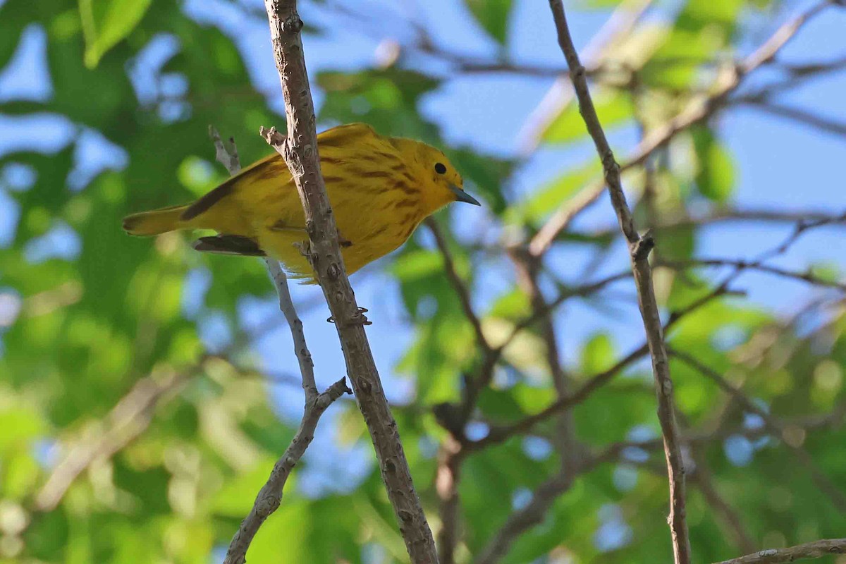 Yellow Warbler (Northern) - ML619039791