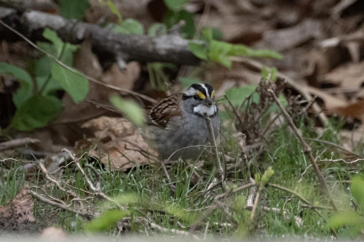 White-throated Sparrow - ML619039806