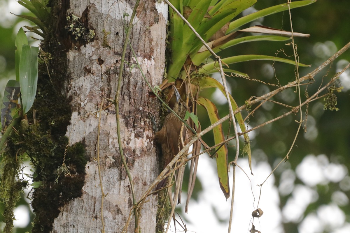 Strong-billed Woodcreeper - ML619039820