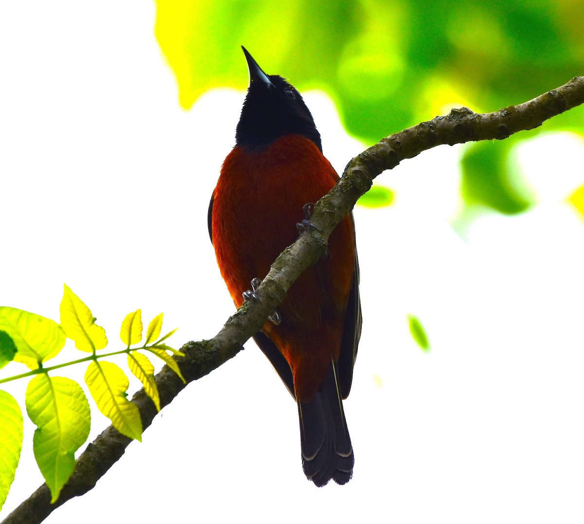 Orchard Oriole - ML619039835