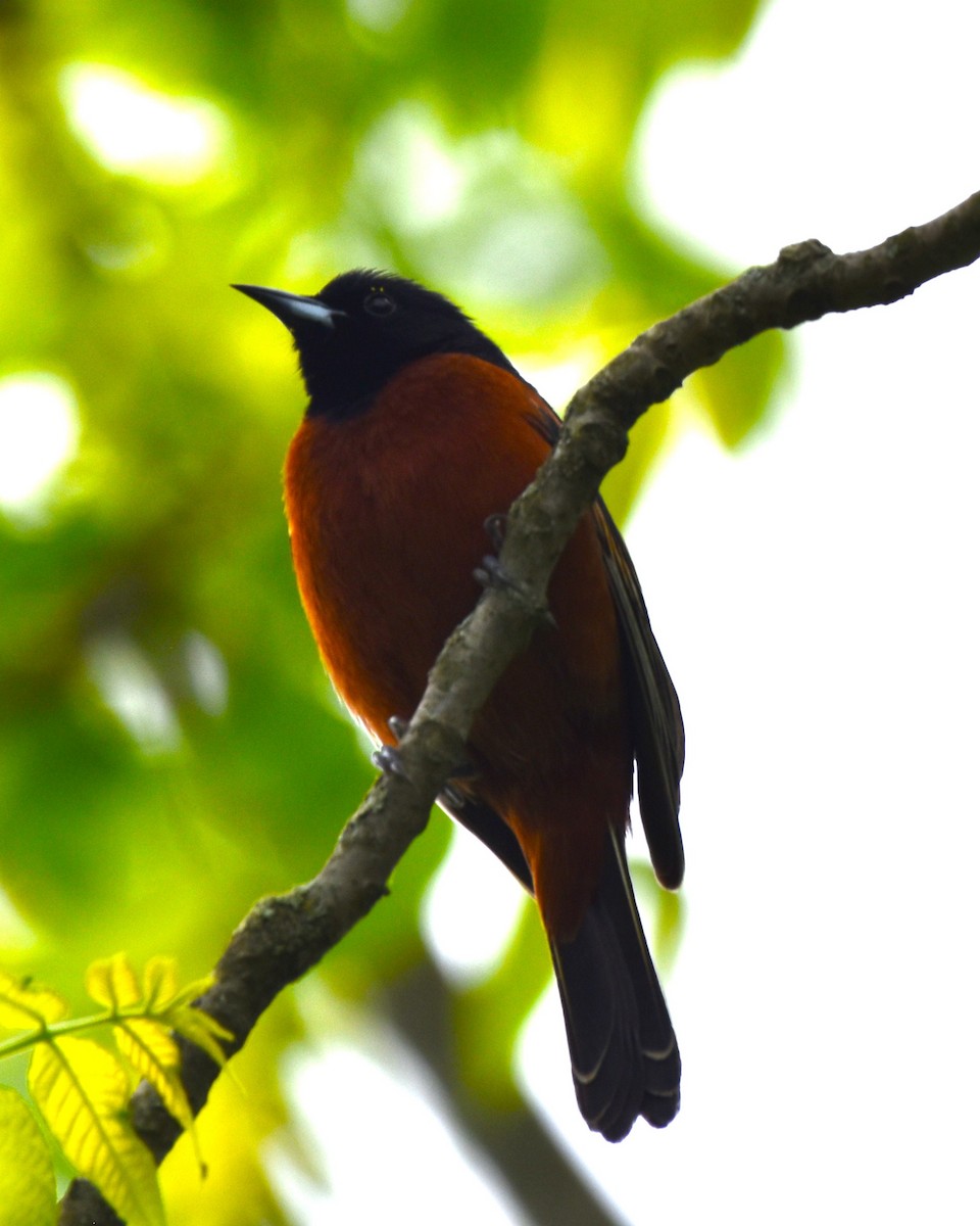 Orchard Oriole - ML619039837