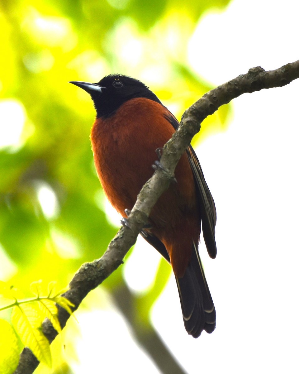 Orchard Oriole - ML619039839