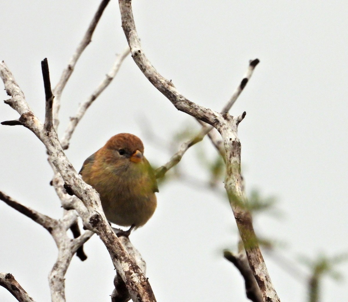 ub. spurvefugl (Passeriformes sp.) - ML619039843