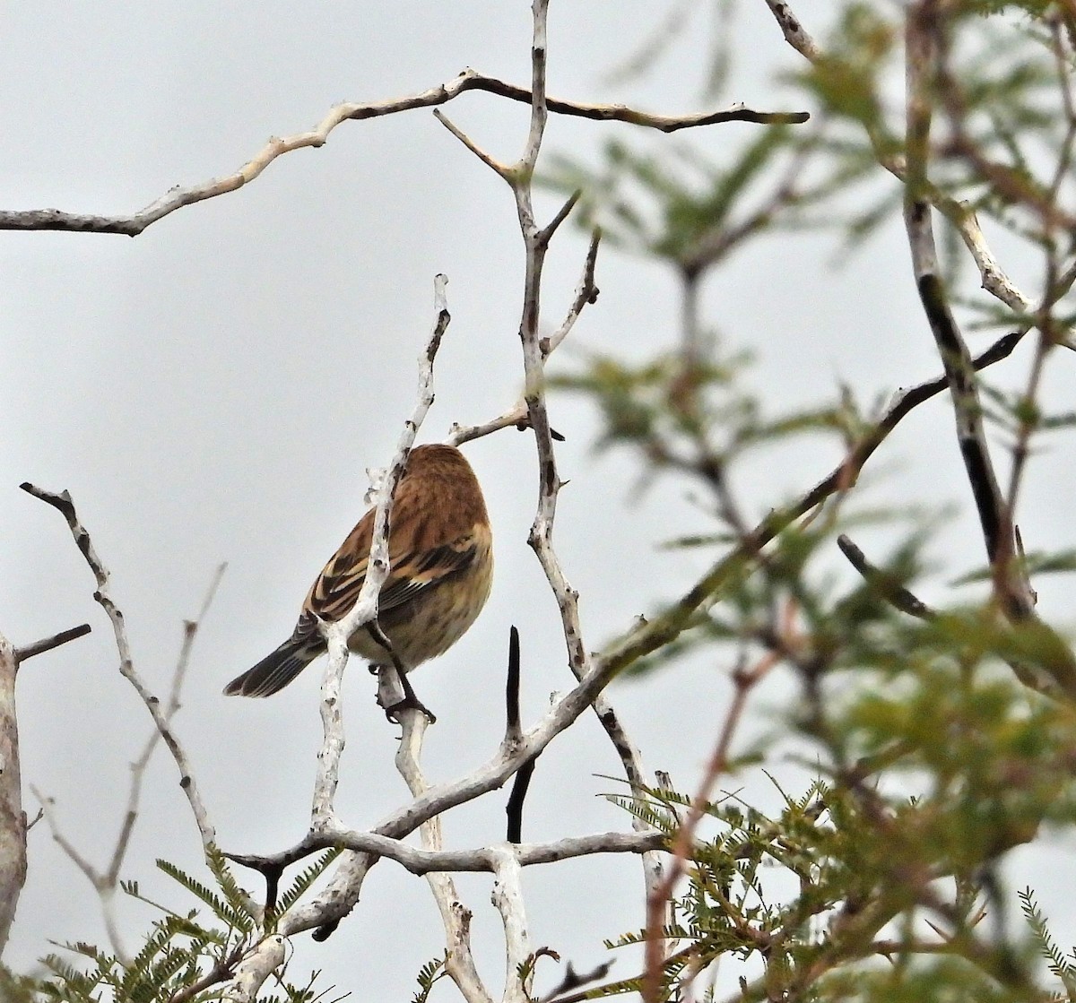 ub. spurvefugl (Passeriformes sp.) - ML619039844