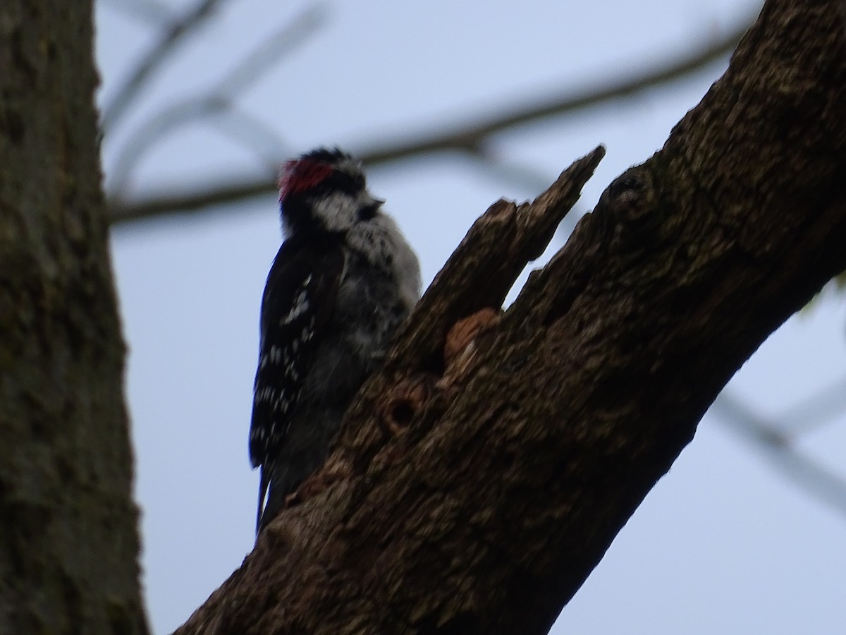 Downy Woodpecker - Jim Walton