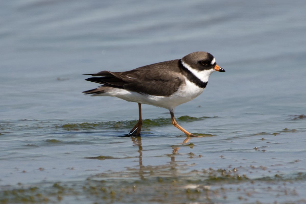Semipalmated Plover - ML619039901