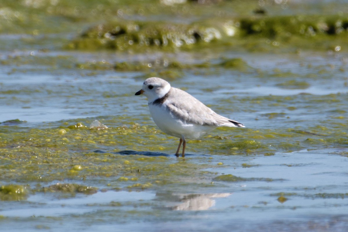 Piping Plover - ML619039903