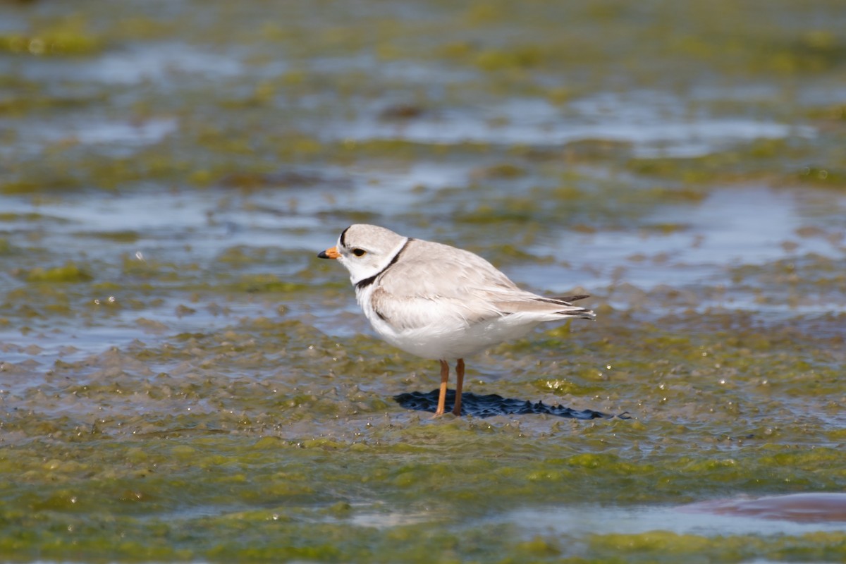 Piping Plover - ML619039904