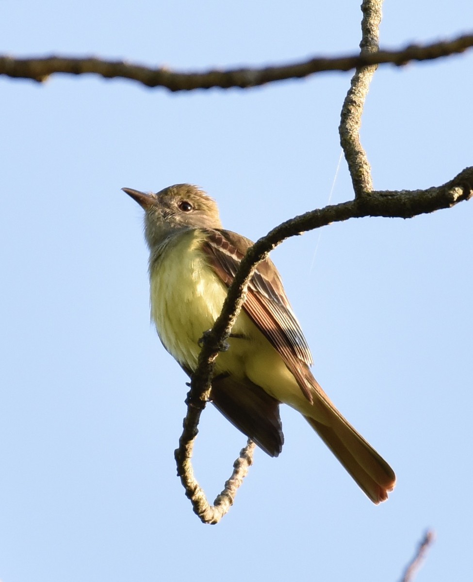 Great Crested Flycatcher - ML619039905