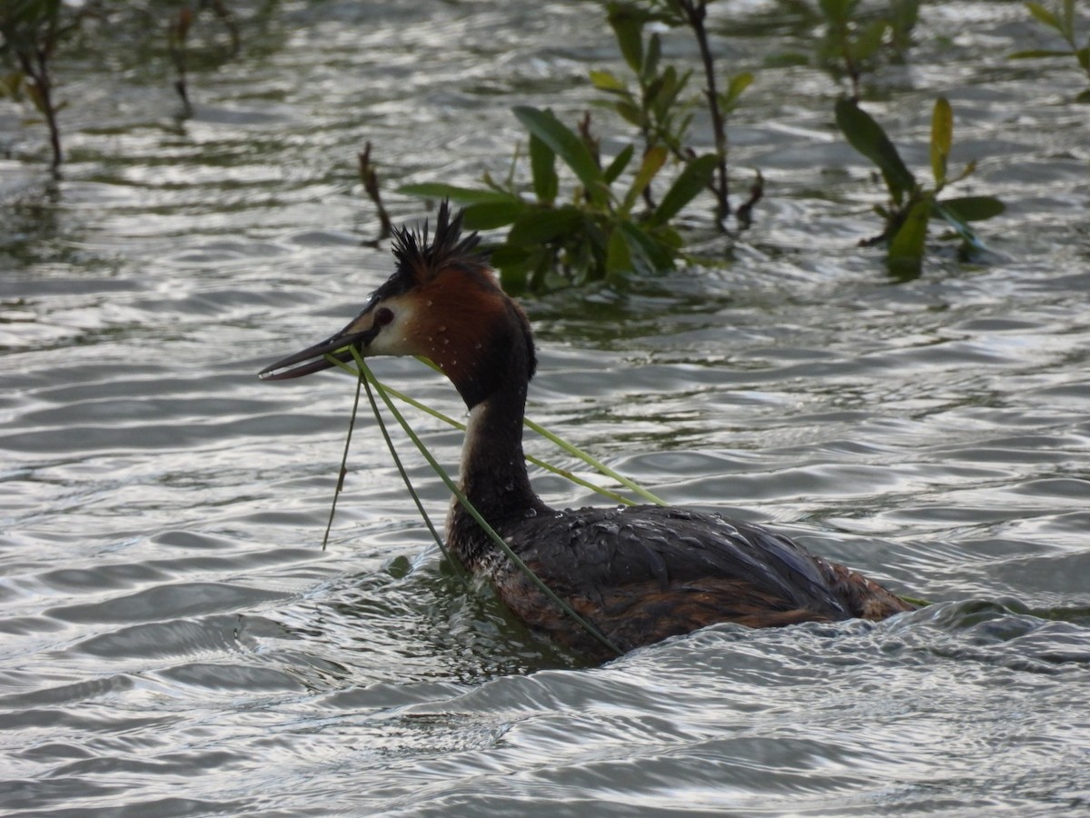 Great Crested Grebe - ML619039906