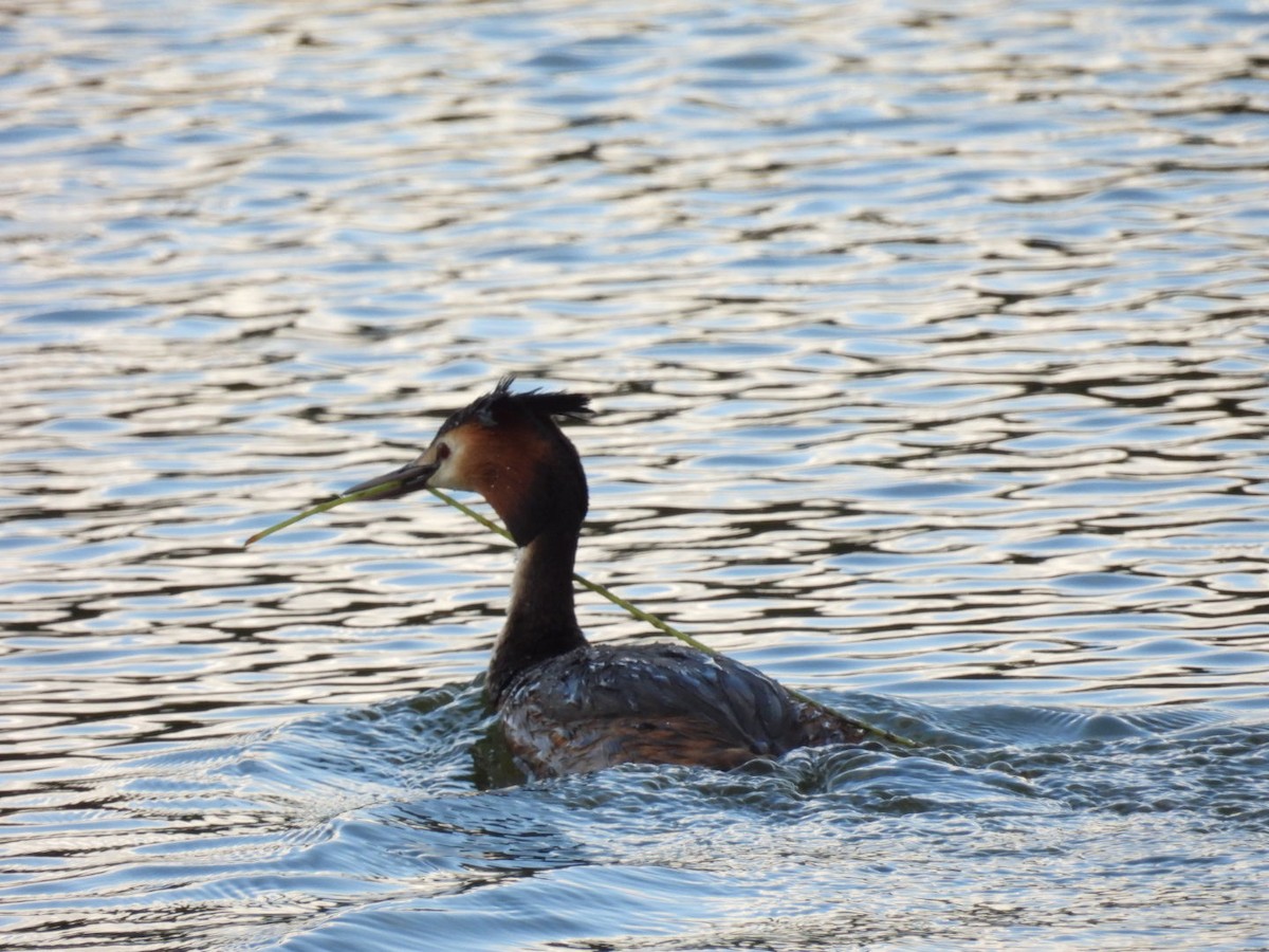 Great Crested Grebe - ML619039908