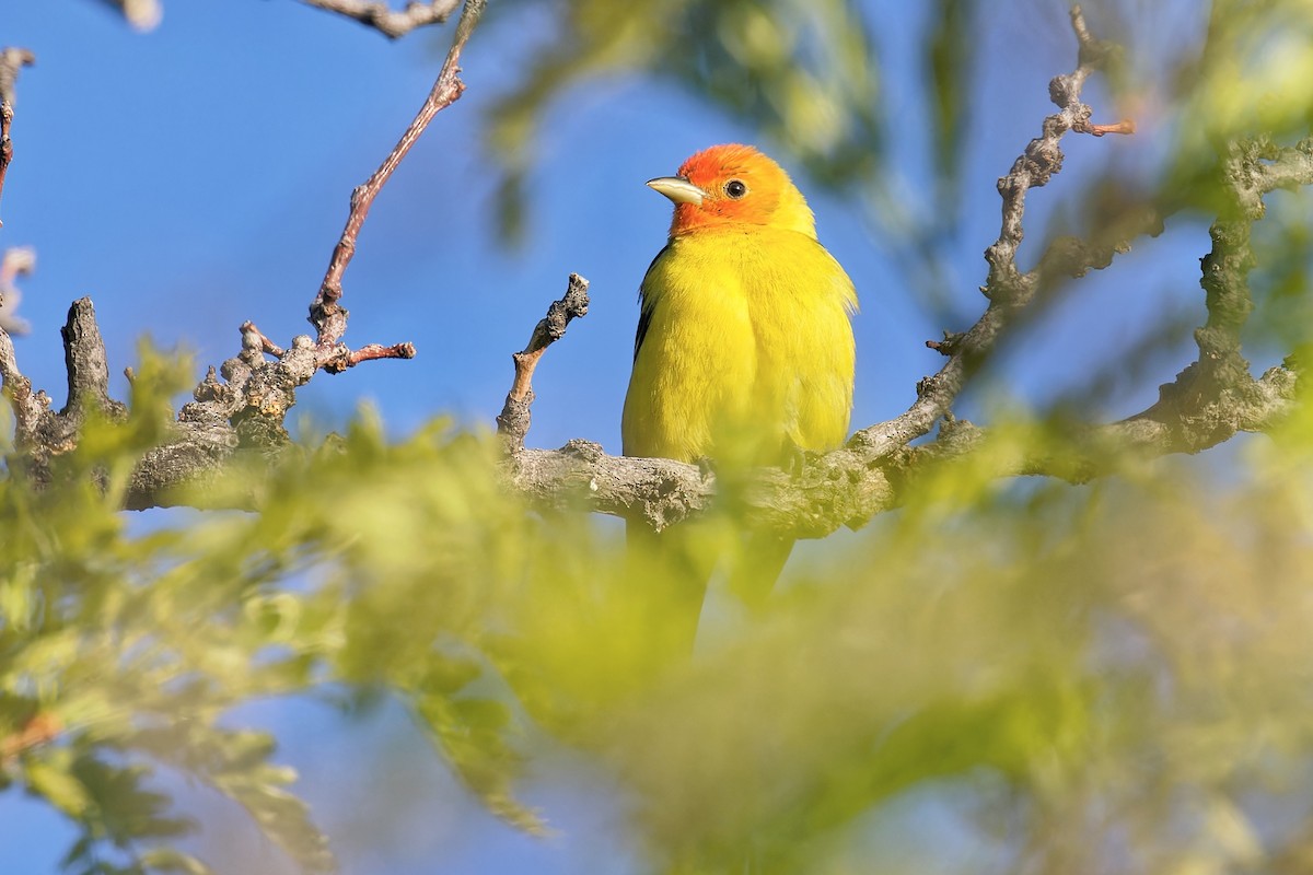 Western Tanager - ML619039940