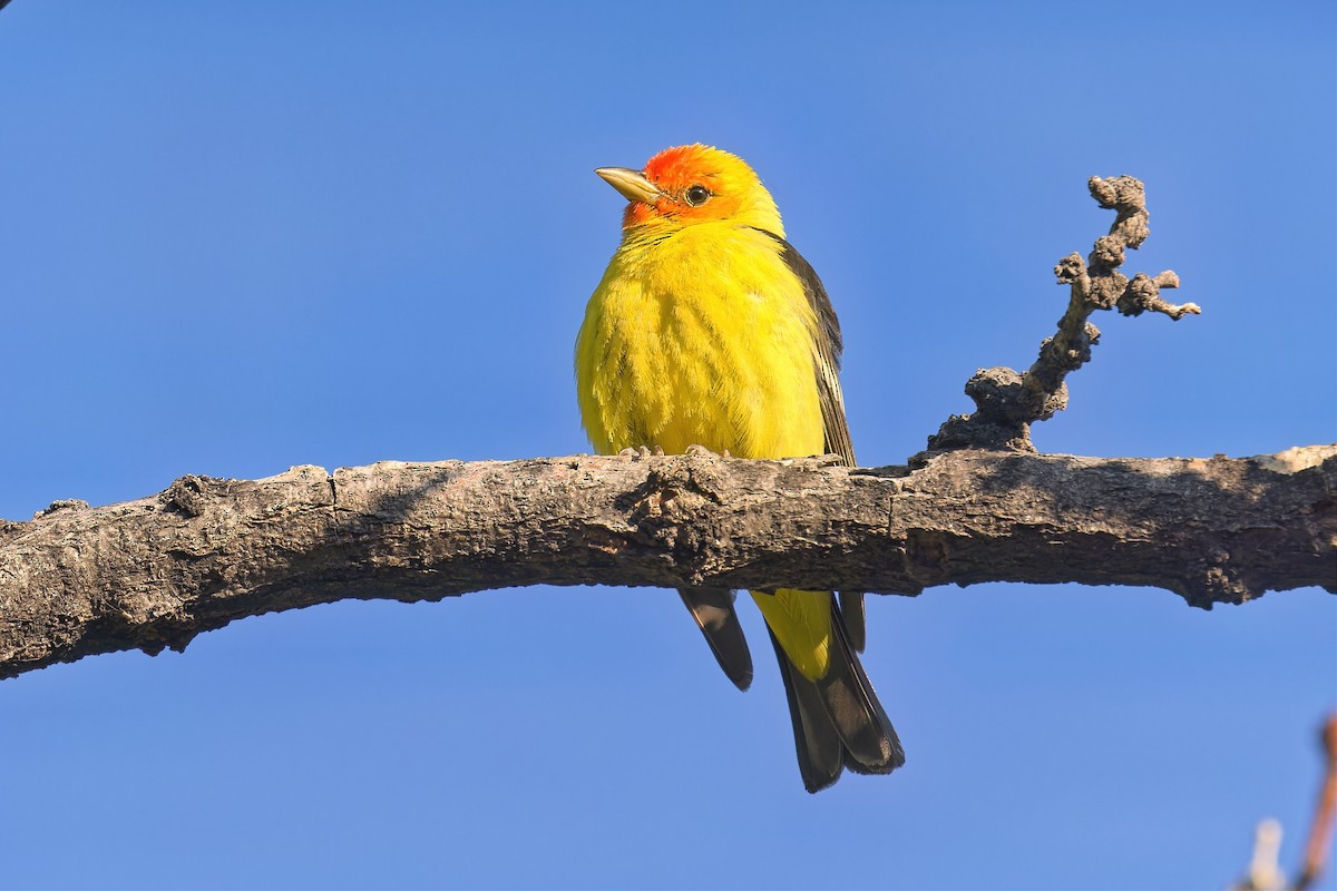 Western Tanager - ML619039941