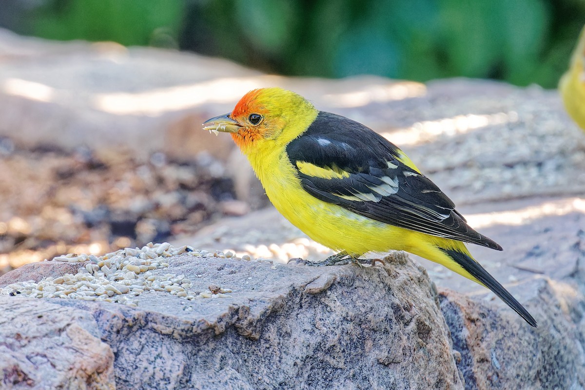 Western Tanager - ML619039942