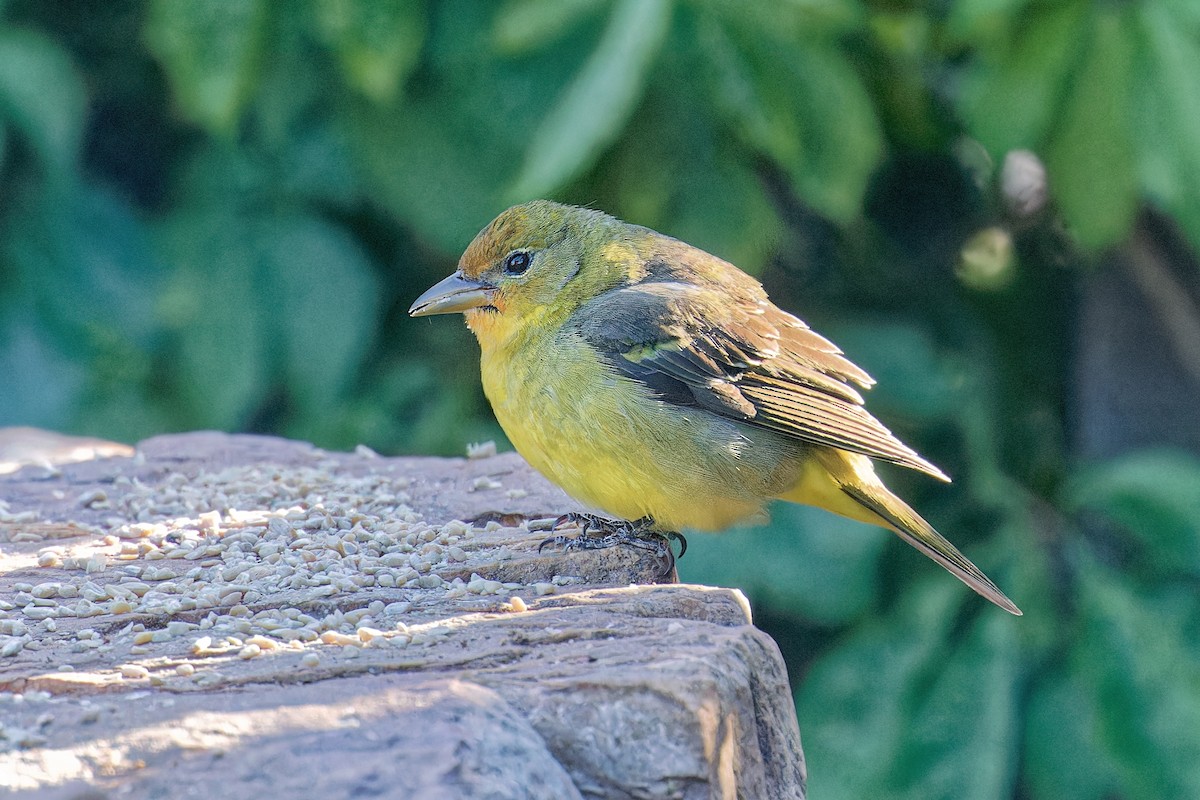 Western Tanager - ML619039943