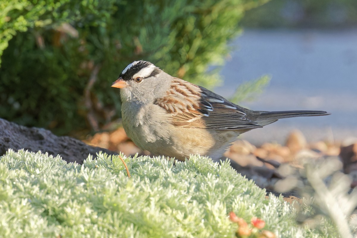 White-crowned Sparrow (Dark-lored) - ML619039955