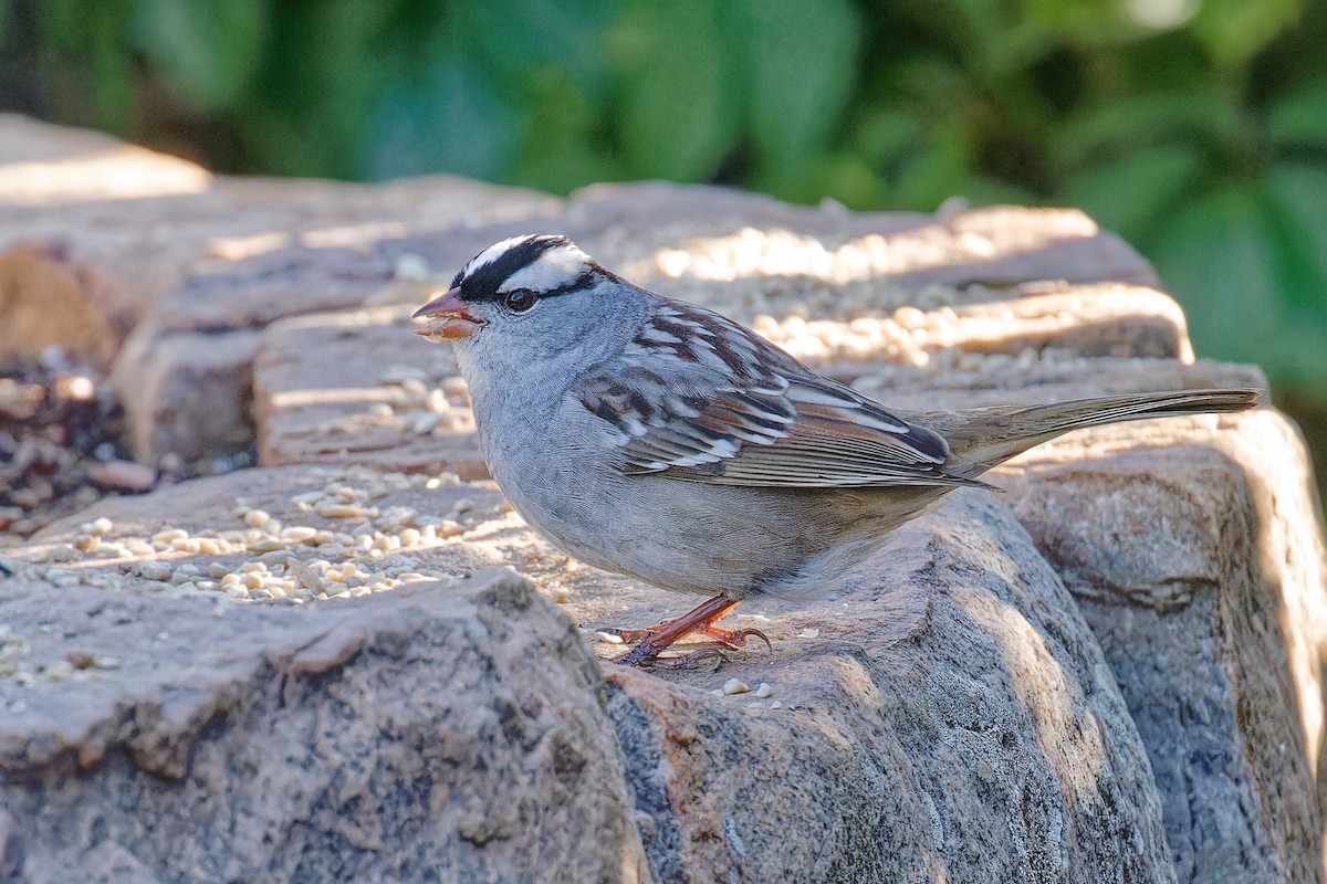 White-crowned Sparrow (Dark-lored) - ML619039956