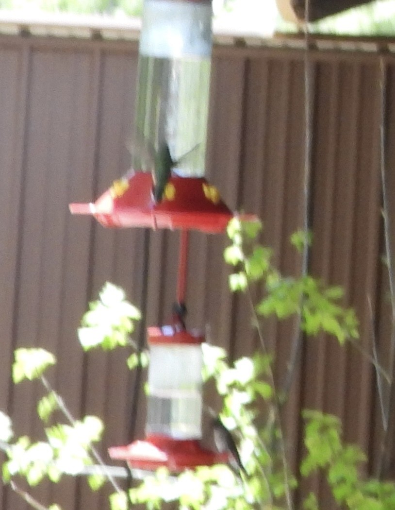 kolibřík blankytohrdlý - ML619039961