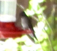 kolibřík blankytohrdlý - ML619039962
