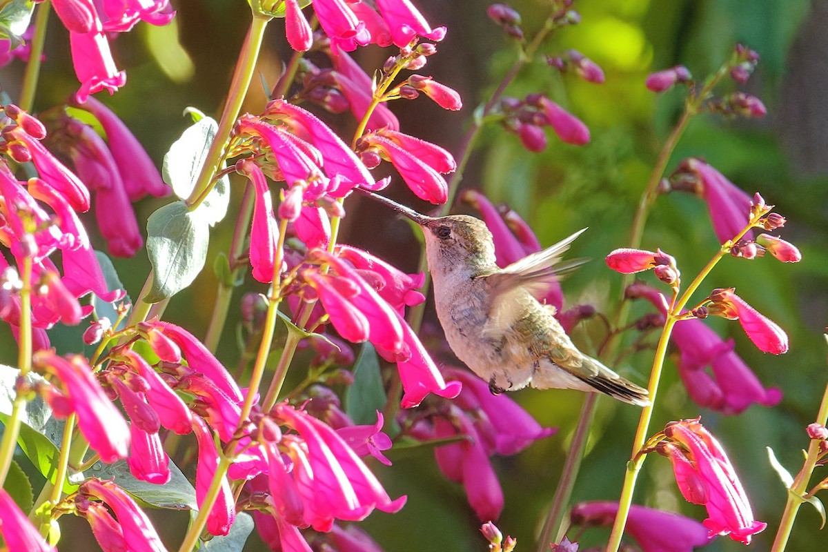 Black-chinned Hummingbird - ML619039986