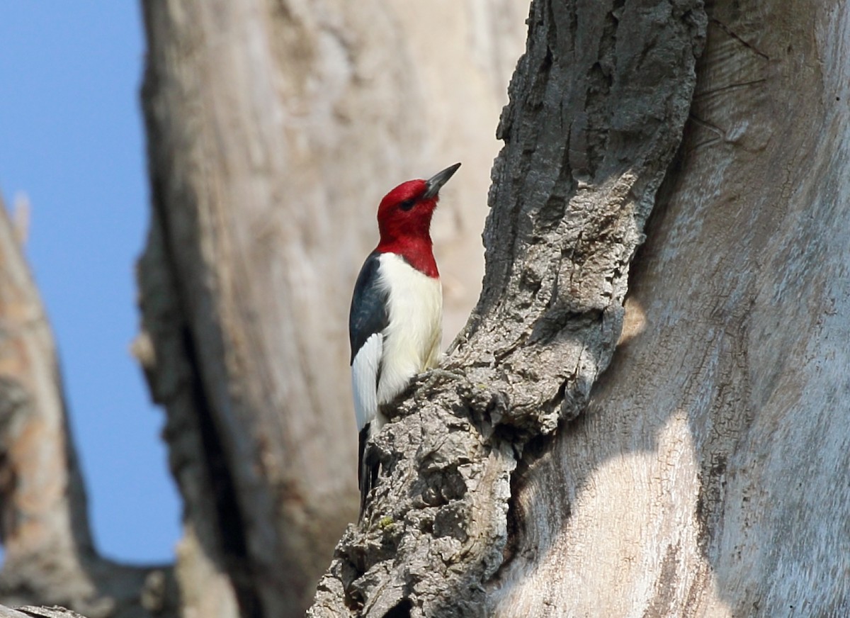 Red-headed Woodpecker - ML619040024