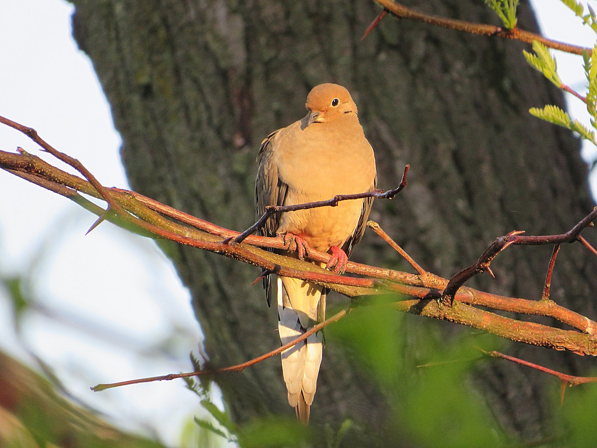 Mourning Dove - Marianne Friers