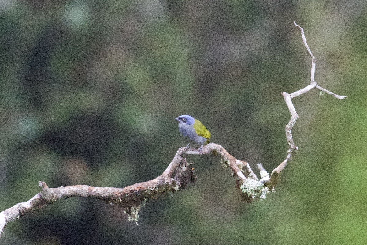 Blue-capped Tanager - ML619040047