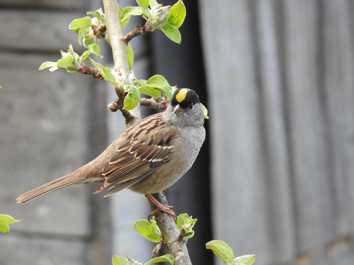 Golden-crowned Sparrow - ML619040064