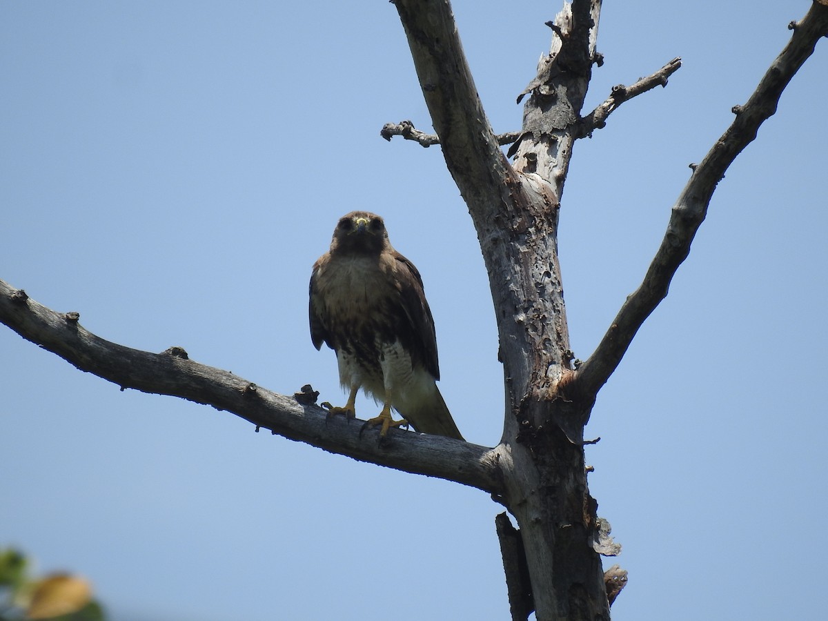 Red-tailed Hawk - ML619040100