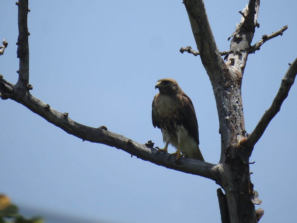 Red-tailed Hawk - ML619040106