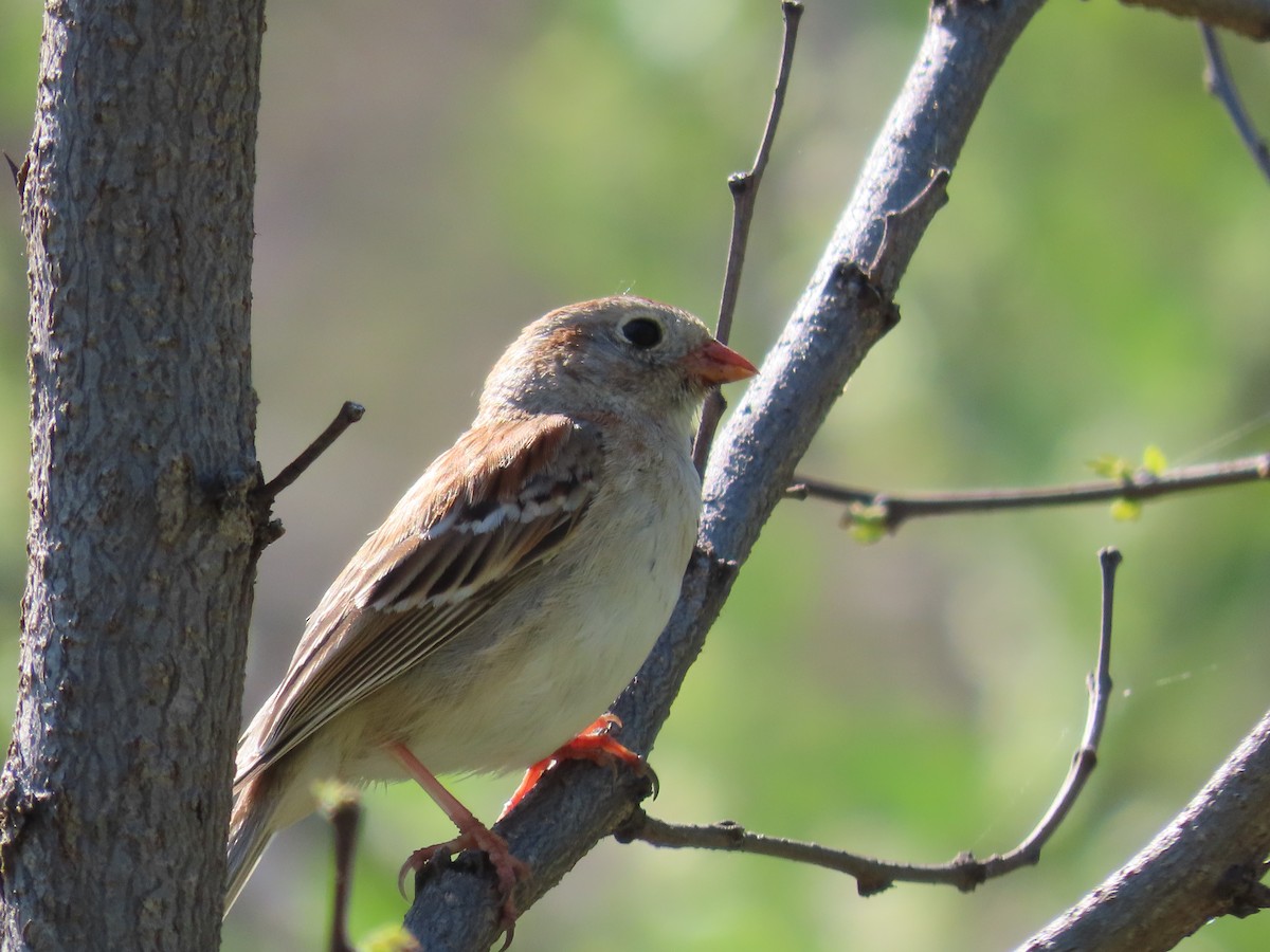 Field Sparrow - ML619040147