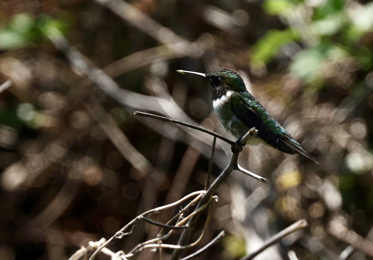 Ruby-throated Hummingbird - ML619040171