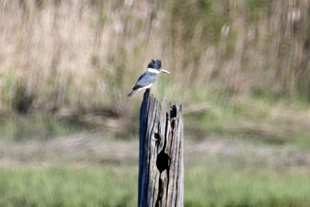Belted Kingfisher - ML619040208
