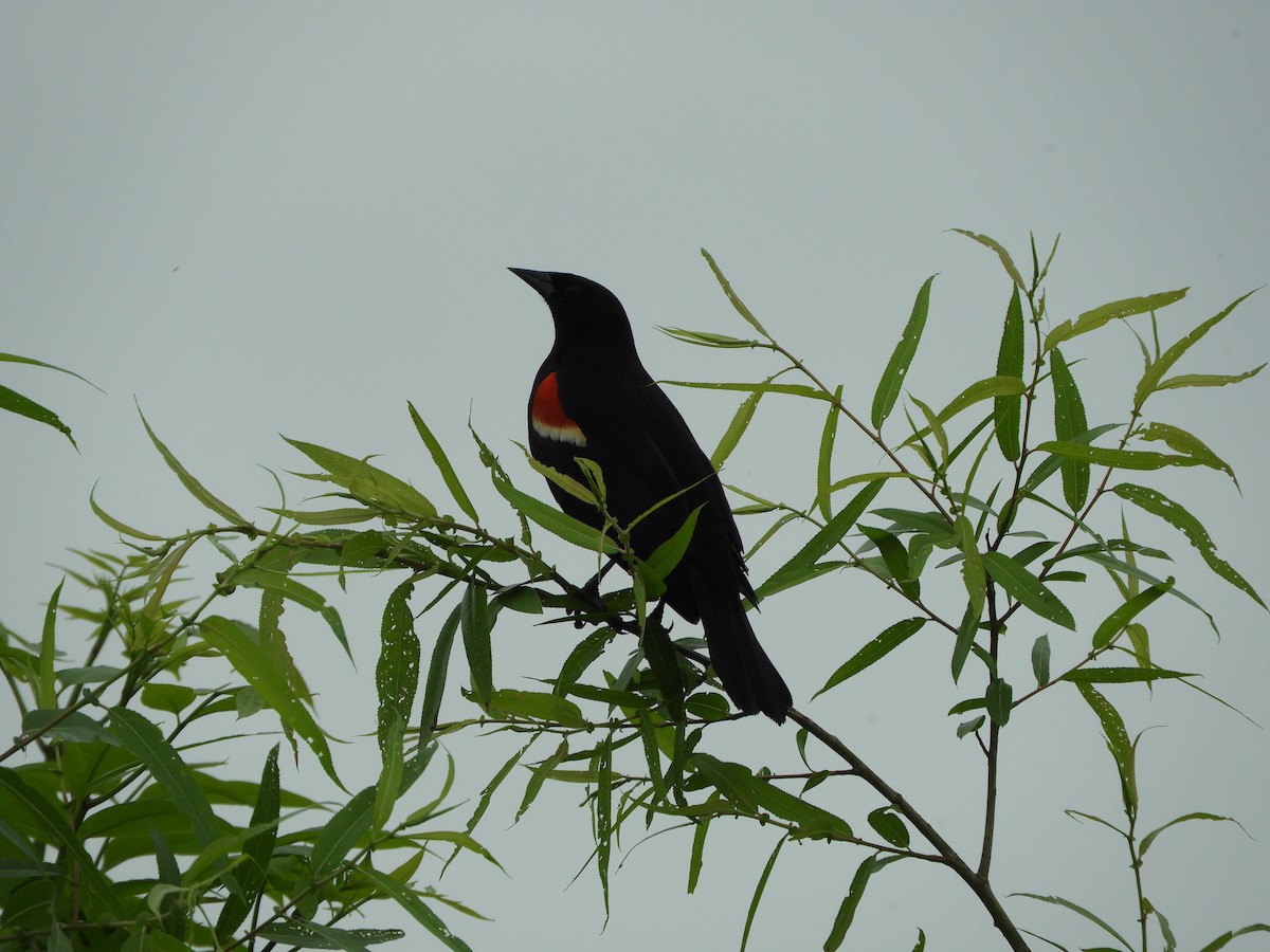 Red-winged Blackbird - ML619040212