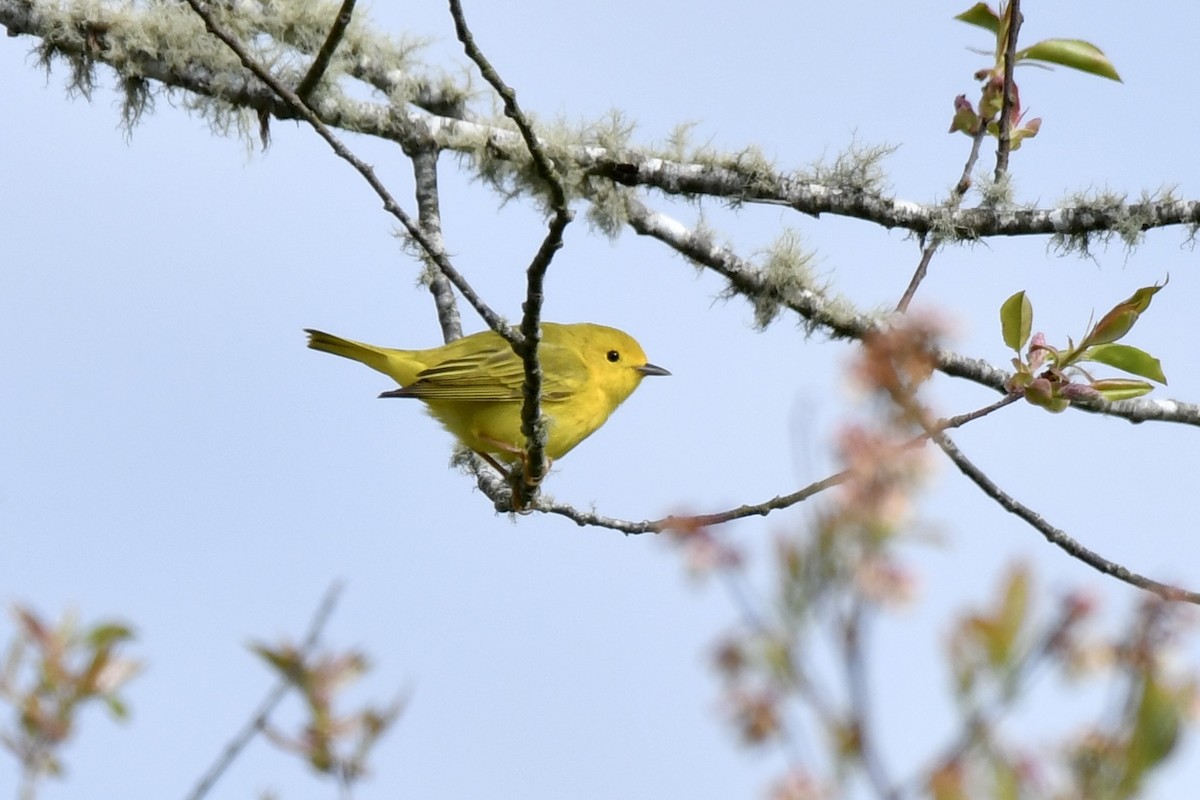 Yellow Warbler - Sue Palmer