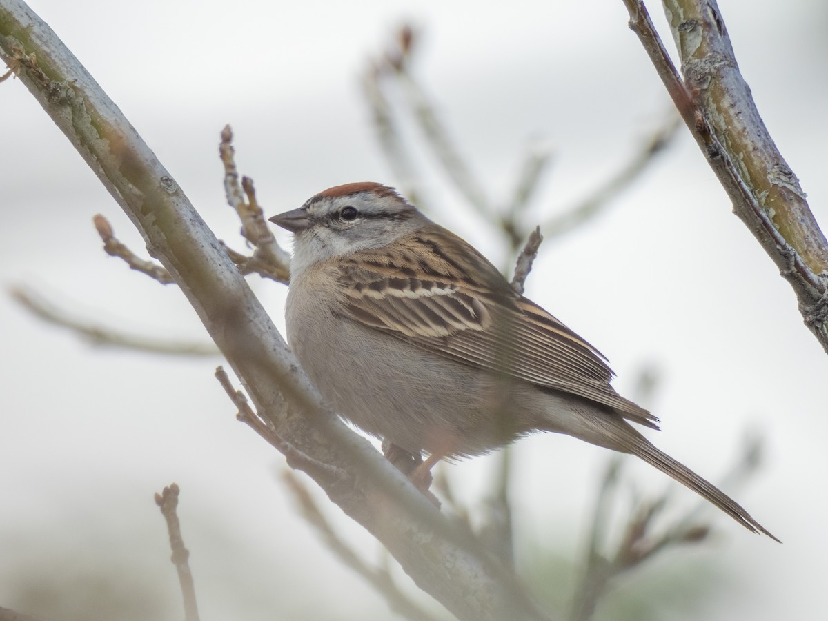 Chipping Sparrow - Christopher B 🦆