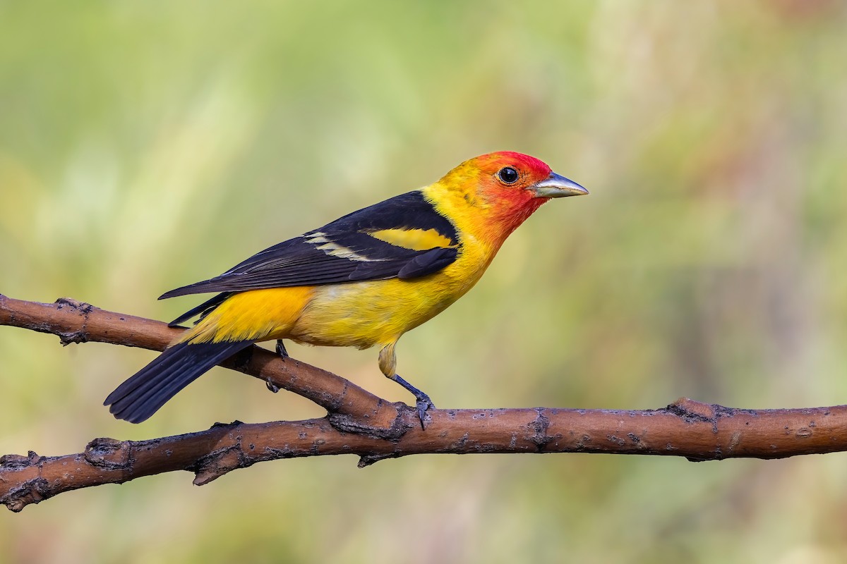 Western Tanager - ML619040399