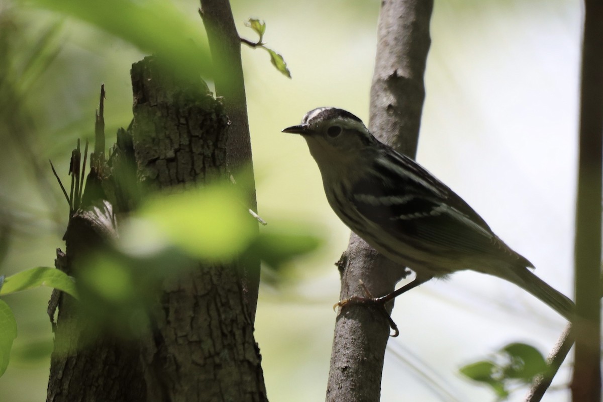 Black-and-white Warbler - ML619040403