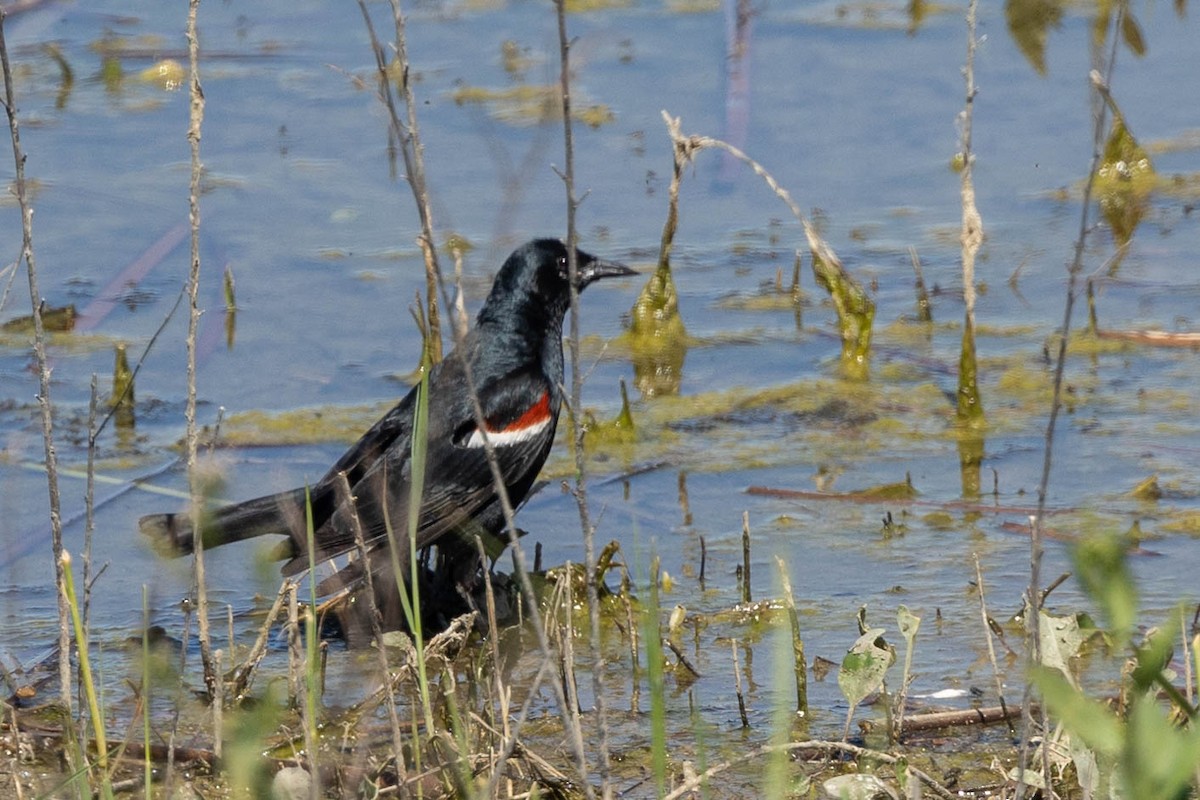 Tricolored Blackbird - ML619040422
