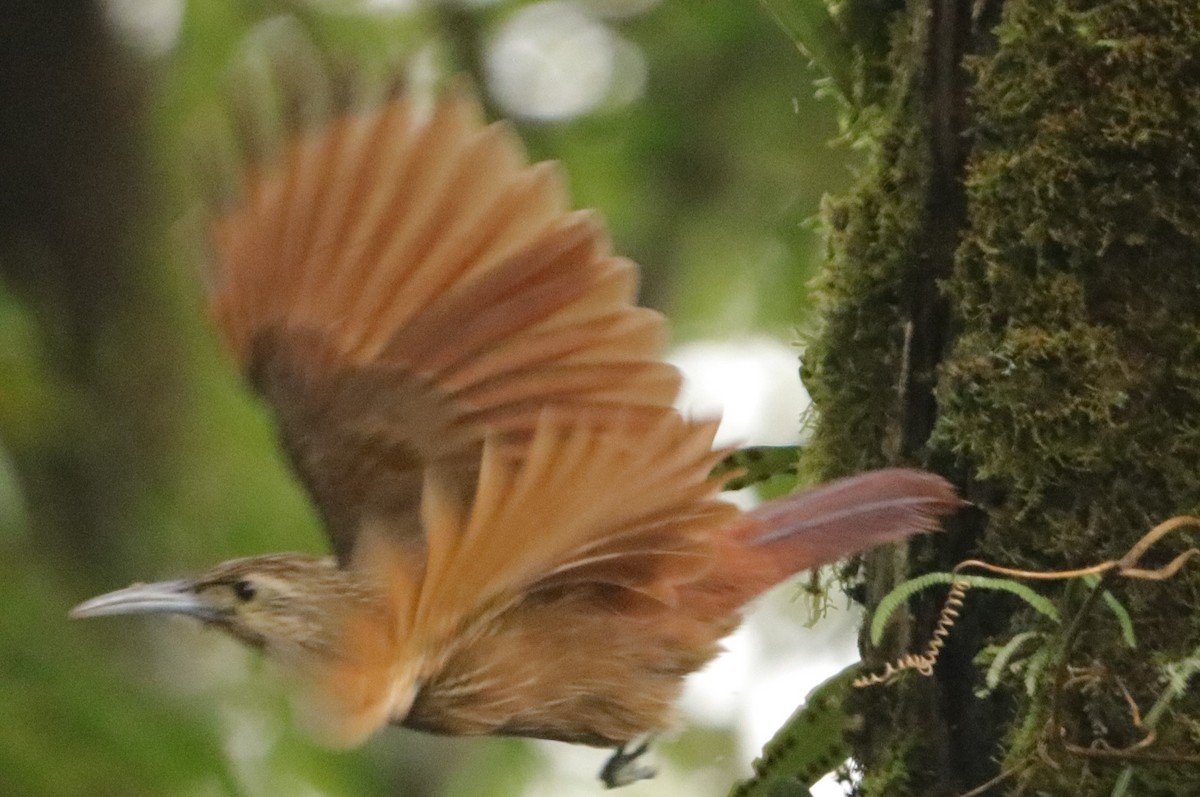 Strong-billed Woodcreeper - ML619040434