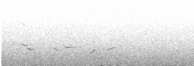 Черноспинный толстонос - ML619040436