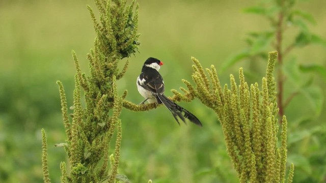 Pin-tailed Whydah - ML619040490