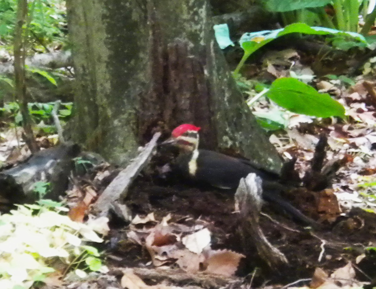 Pileated Woodpecker - ML619040537