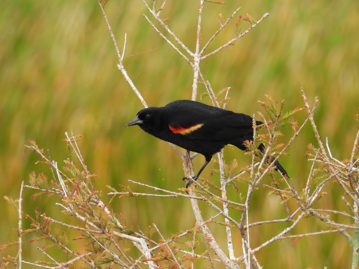 Red-winged Blackbird - Kimberly Snaric