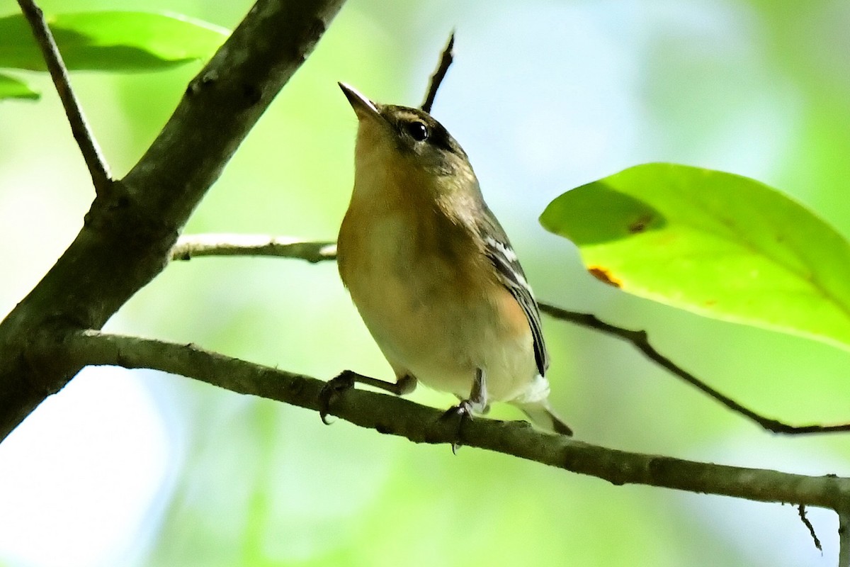 Bay-breasted Warbler - ML619040591